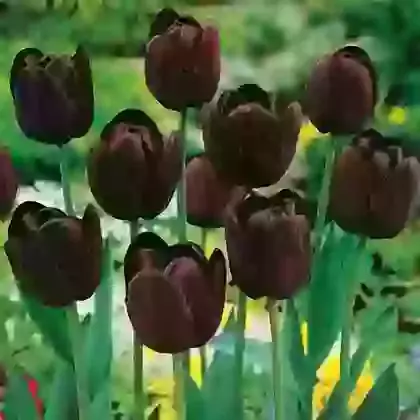 Queen of the Night
